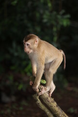 Wild monkeys are lounging and eating on the ground. in Khao Yai National Park, Thailand
