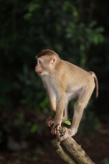 Wild monkeys are lounging and eating on the ground. in Khao Yai National Park, Thailand