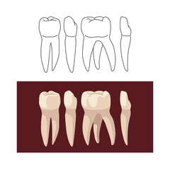 A set of human teeth, such as incisor, fang, premolar and molar.  Color vector illustration isolated on a white background in a cartoon and flat design.