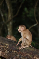 Wild monkeys are lounging and eating on the ground. in Khao Yai National Park, Thailand