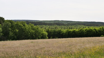 Blick in den Osburger Hochwald