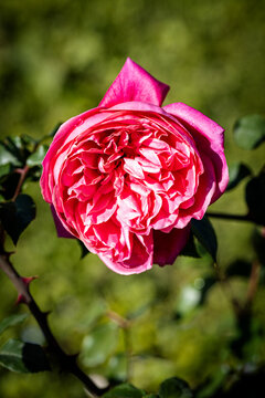Beautiful rose close-up