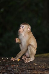 Wild monkeys are lounging and eating on the ground. in Khao Yai National Park, Thailand