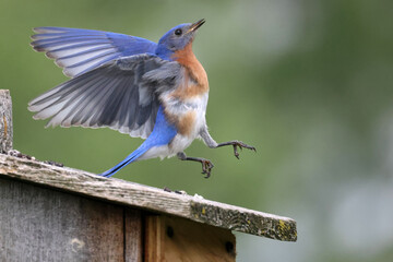 Eastern Bluebirds feeding chicks in box, or bothering nearby box with Tree Swallows and getting chases off by marsh and river on beautiful early summer day
