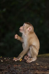 Wild monkeys are lounging and eating on the ground. in Khao Yai National Park, Thailand