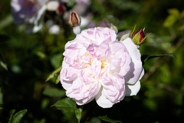 Beautiful rose close-up