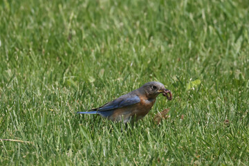 Eastern Bluebirds feeding chicks in box, or bothering nearby box with Tree Swallows and getting chases off by marsh and river on beautiful early summer day

