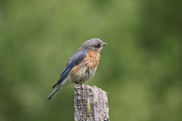 Eastern Bluebirds feeding chicks in box, or bothering nearby box with Tree Swallows and getting chases off by marsh and river on beautiful early summer day
