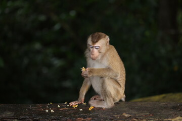 Wild monkeys are lounging and eating on the ground. in Khao Yai National Park, Thailand