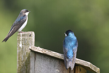 Tree swallow pair raising chicks in nesting box by river on beautiful early summer day

