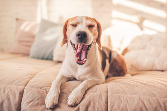 Adorable beagle dog lie down on bed indoors while yawing. Dog theme