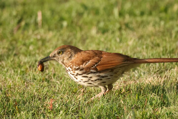 Fototapeta premium Brown Thrasher eating huge bug off grass lawn in summer sun