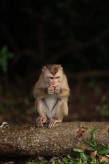 Wild monkeys are lounging and eating on the ground. in Khao Yai National Park, Thailand