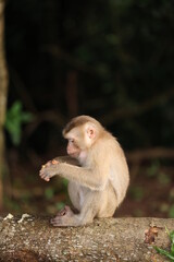 Wild monkeys are lounging and eating on the ground. in Khao Yai National Park, Thailand