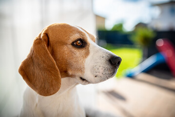 Cute beagle dog portrait in backyard. Dog themed background