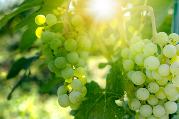 Vineyards at sunset in autumn harvest. Ripe grapes in fall.