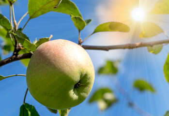 a ripe apple on a branch in the sunlight