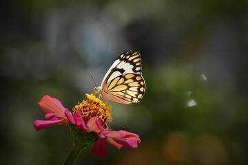 Fototapeta na wymiar Butterfly feeding on flower nectar