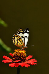 Butterfly feeding on flower nectar