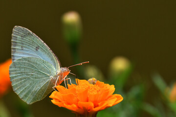 Butterfly feeding on flower nectar