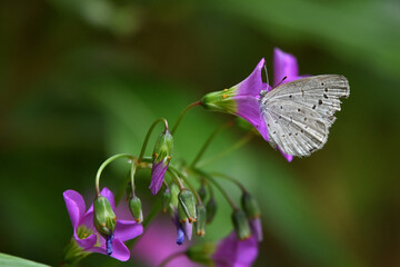 Butterfly feeding on flower nectar