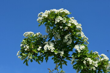 kwitnąca gałązka głogu