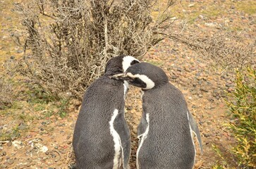 Pareja de pingüinos de punta rombo, Patagonia Argentina 