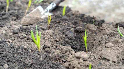 Cucumber planting tips. Cucumbers: Planting, Growing and Harvesting Cucumber Plants.