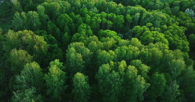 Flight over green forest in summer. Birch Grove. Aerial view  
