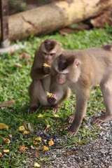 Wild monkeys are lounging and eating on the ground. in Khao Yai National Park, Thailand