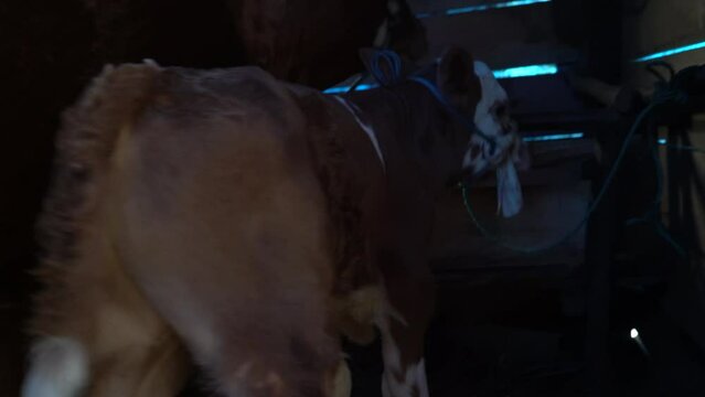 simental and charolais calves fed with mother's milk.