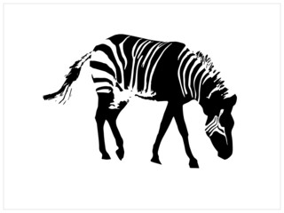 Zebra vector image