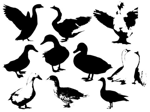 Free Vector duck, free vector graphics and clipart matching duck