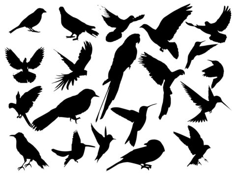 Free Vector Flying Birds Silhouette