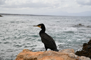 ein Kormoran trocknet sein Gefieder auf einem Felsen