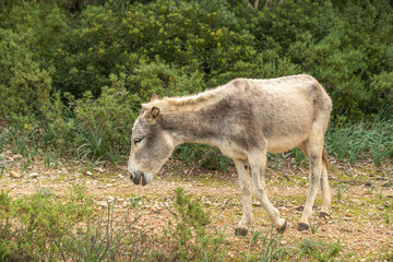 Ein Esel in einem Park auf Spaniens Insel Mallorca