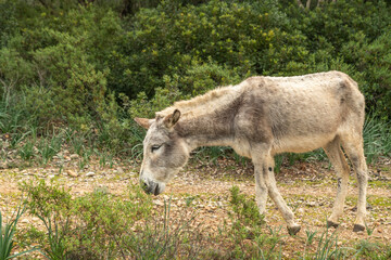 Naklejka na ściany i meble Ein Esel in einem Park auf Spaniens Insel Mallorca