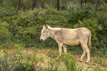 Obraz na płótnie Canvas Ein Esel in einem Park auf Spaniens Insel Mallorca