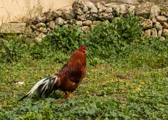 stolzer Hahn in deinem Spanischen Garten