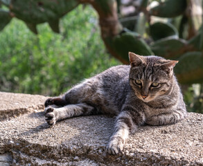 eine Katze sucht einen Schattenplatz auf Spaniens Insel
Mallorca 