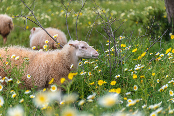 kleine Schafherde auf Bunt blühender Wiese auf Spaniens Insel Mallorca