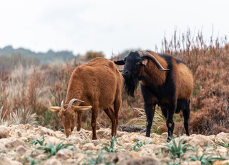 Fototapeta na wymiar Ziegen in Spaniens karger Landschaft 