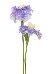 iris flower isolated