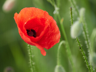 Close up of a red poppy growing in a green meadow.