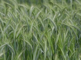 Close-up of a green ripening wheat field. Selective focus on the stalks and seeds of the cereal