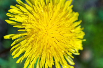 Big yellow dandelion flower in green grass