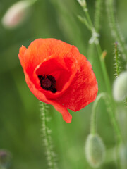 Close up of a red poppy growing in a green meadow.