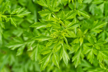 Macro detail of a parsley plant beginning to flower