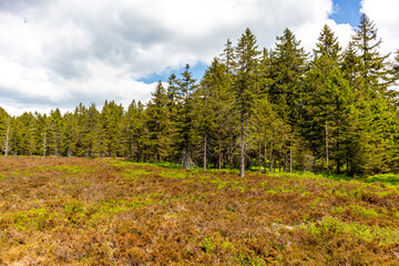 Fototapeta premium Wanderung zum Hochmoor bei Oberhof im Thüringer Wald - Thüringen - Deutschland