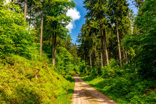 Wanderung zum Hochmoor bei Oberhof im Thüringer Wald - Thüringen - Deutschland